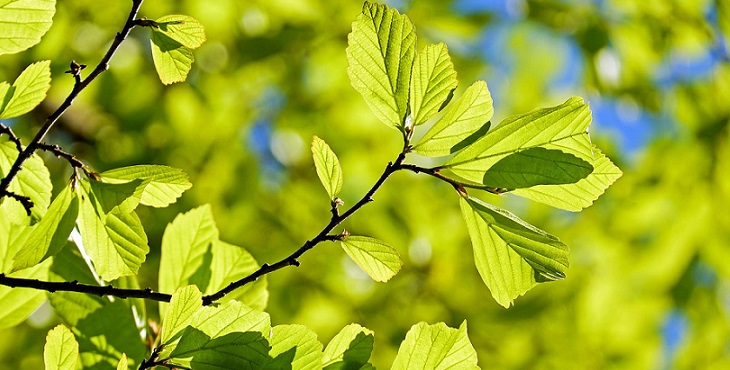 Image of the vibrant leaves of an oak tree. Blessings for Sustaining the Health of Crystalline Biology