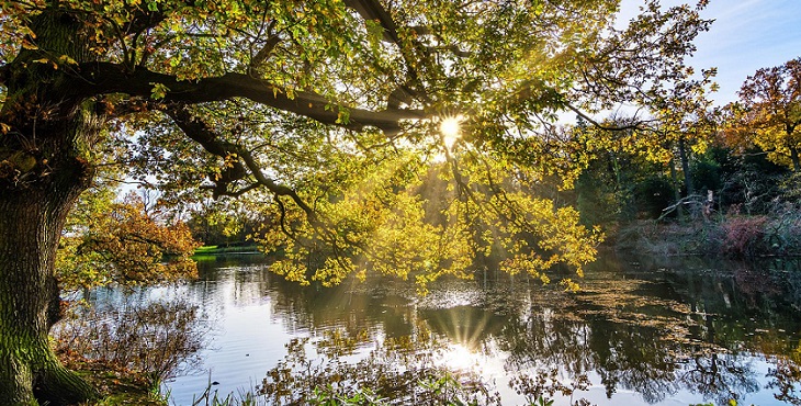 Image of a tree by a serene lake. Keys for Managing Dreams of Natural Disasters