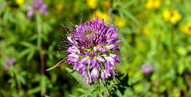 Image of a pretty purple flower. Tao Realization Archive #1