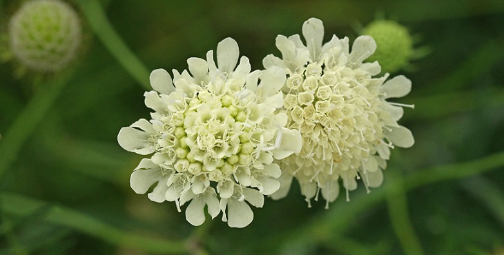 Image of lovely yellow flowers. Tao Realization Archive #2