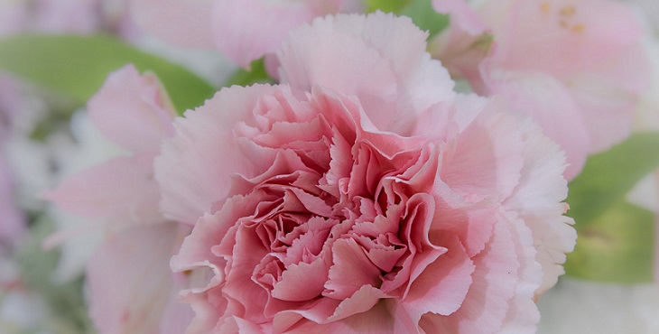 Image of a beautiful pink flower. Tao Realization Archive #3