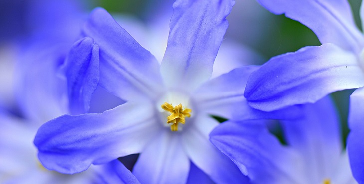 Image of a gorgeous blue flower. Tao Realization Archive #4