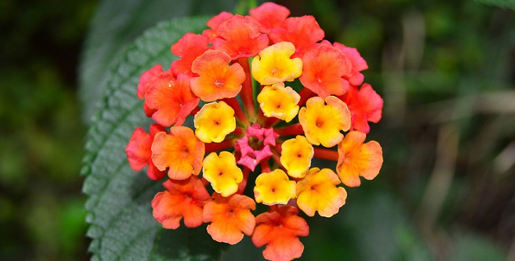 Image of lovely orange and yellow flowers. Tao Realization Archive #5