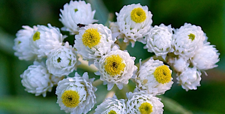 Image of beautiful white flowers with yellow-gold center. Tao Realization Archive #6