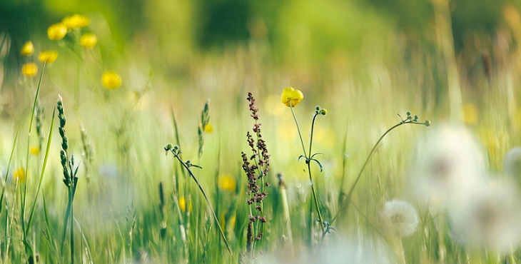 Image of pretty wild flowers. The Ancestral Perspective on Polarity Reversals