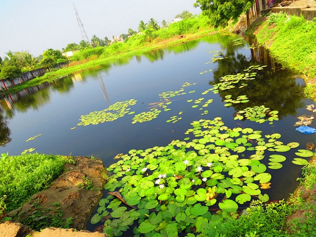Image of a lovely lily pond in Udaipur, Rajasthan in India