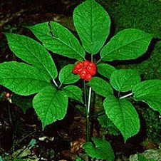 American Ginseng