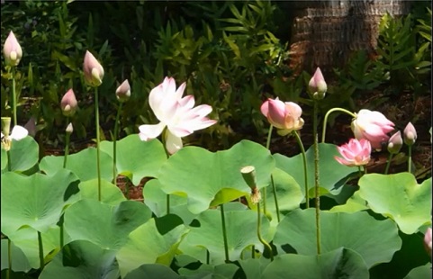 Image of a lovely field of lotuses.