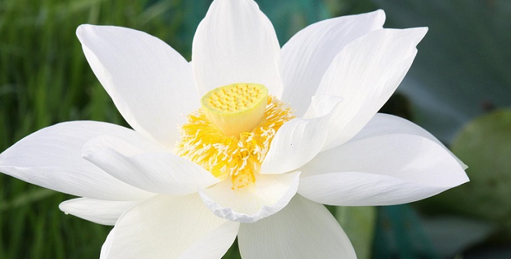 Image of a beautiful white lotus with yellow center.